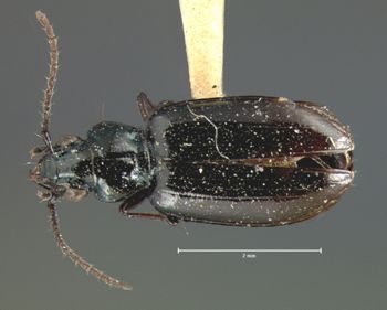 Media type: image;   Entomology 5506 Aspect: habitus dorsal view